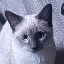 Ali Benkarrouch's avatar
